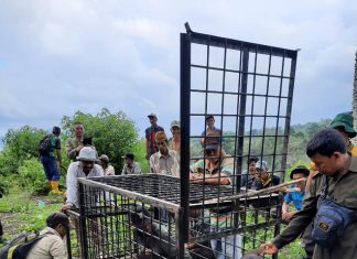 Pemprov Sumatera Selatan Tanggulangi Gangguan Harimau, Pasang Box Trap Dan 8 Kamera